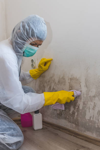 Best Indoor Air Quality Assessment  in Maple Heights, OH