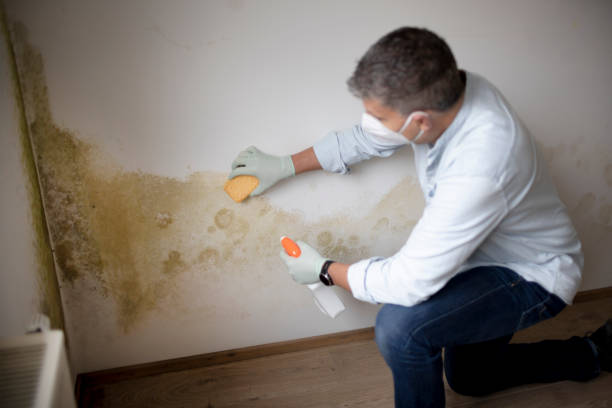 Mold Odor Removal Services in Maple Heights, OH