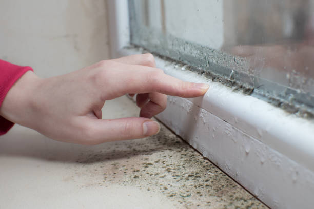 Best Mold Documentation for Insurance Claims  in Maple Heights, OH