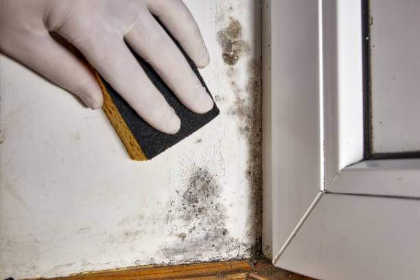 Best Black Mold Removal  in Maple Heights, OH