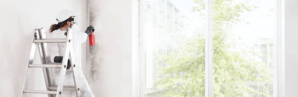 Best Environmental Consulting for Mold Prevention  in Maple Heights, OH